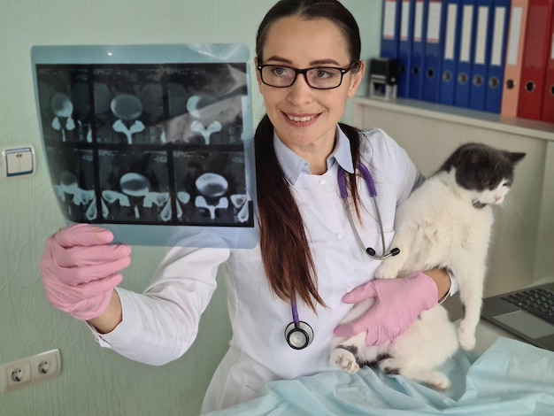 Clínica veterinaria que examina una radiografía del gato