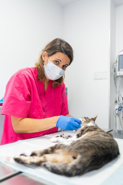 Clínica veterinaria con un veterinario de gatos investigando la operación en la mesa de operaciones