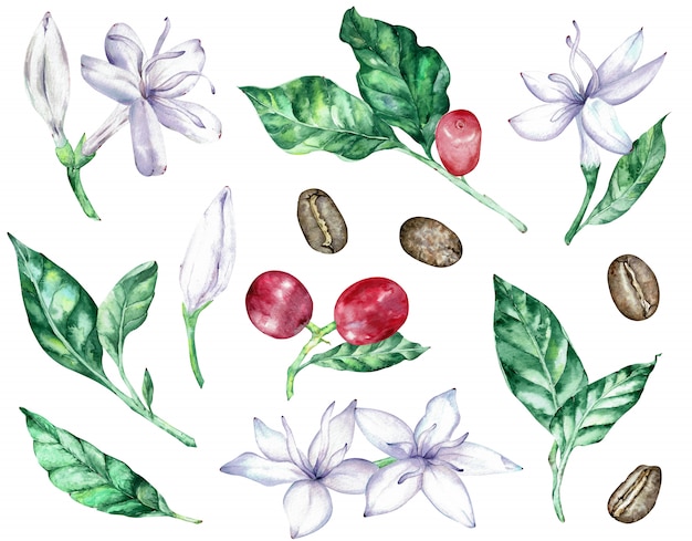 Clipart acuarela de flores de café con leche, hojas verdes, bayas rojas y frijoles.