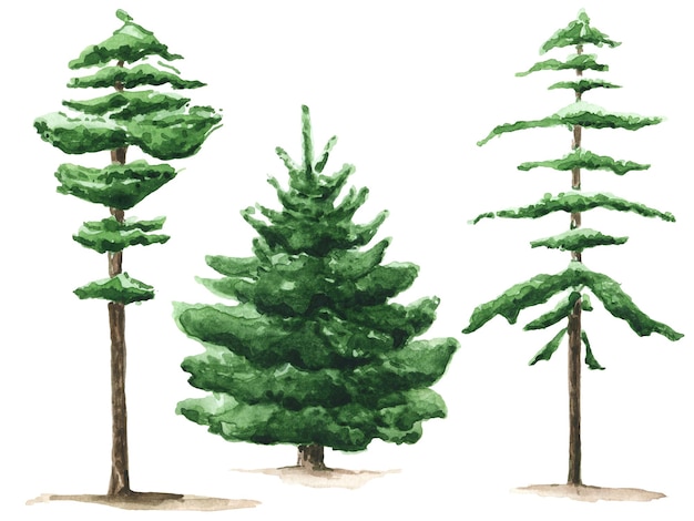 Clipart de árbol verde acuarela aislado en blanco