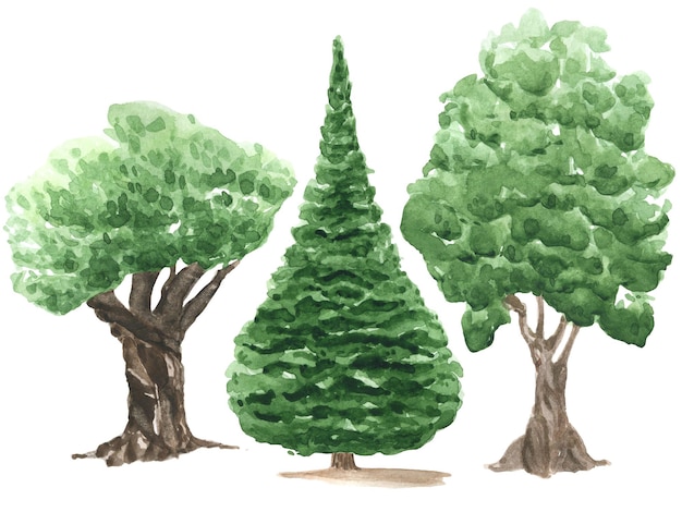 Clipart de árbol verde acuarela aislado en blanco