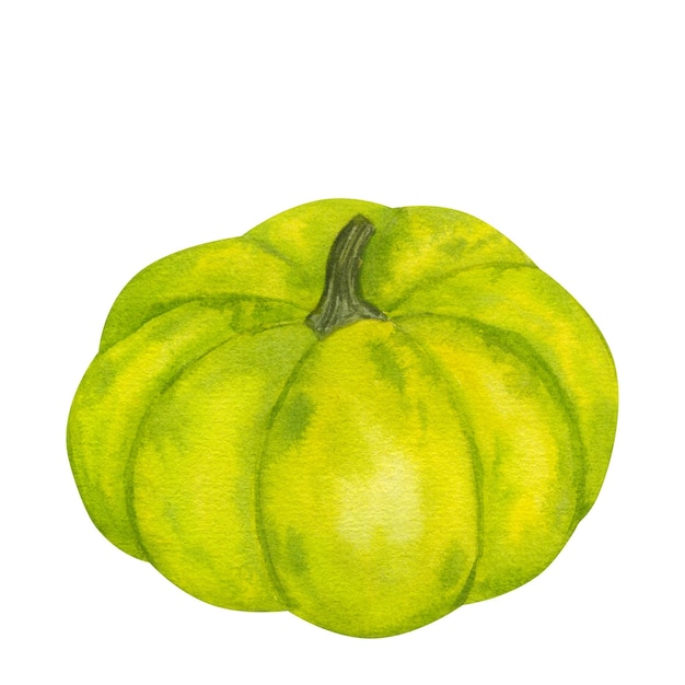 Clipart de abóbora verde Dia de Ação de Graças ou festival de colheita mão desenhada aquarela ilustração isolada no fundo branco elemento de design