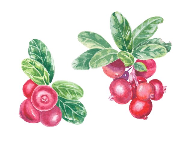 Foto clipart pintado a mano de lingonberry rojo y hojas verdes ilustración botánica de acuarela aislada