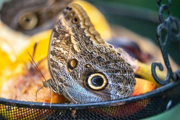 Clipper butterfly