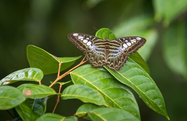 Foto el clipper, parthenos sylvia, una especie de mariposa ninfálida