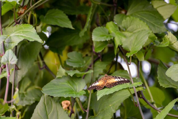 Clipper-Schmetterling (Parthenos Sylvia)