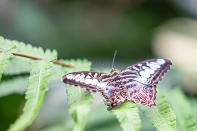 Clipper Schmetterling