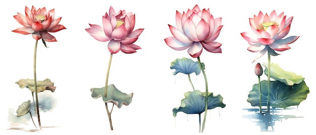 Clipping-Pfad Aquarellmalerei im botanischen Stil von Lotusblumen Clip-Art