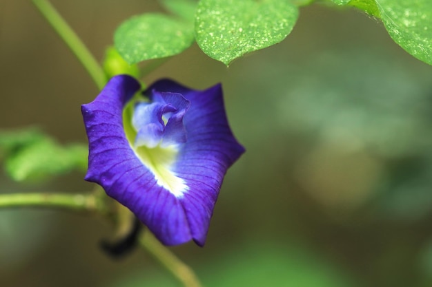 Clitoria ternatea bluepurple flores en el jardín