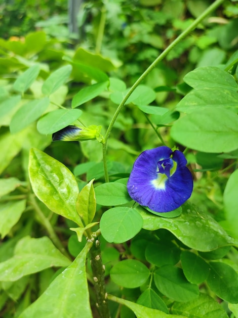 Clitoria ternatea comúnmente conocida como alas de paloma asiáticas bluebellvine guisante azul guisante mariposa