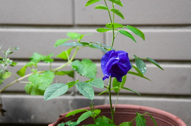 Clitoria ternatea im Garten