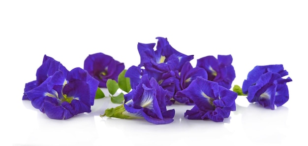 Foto clitoria ternatea o flor aparajita aislada sobre fondo blanco