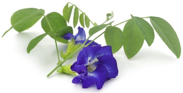 Clitoria ternatea o flor de aparajita azul