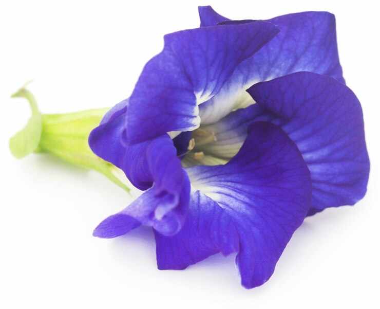 Foto clitoria ternatea o flor de aparajita azul