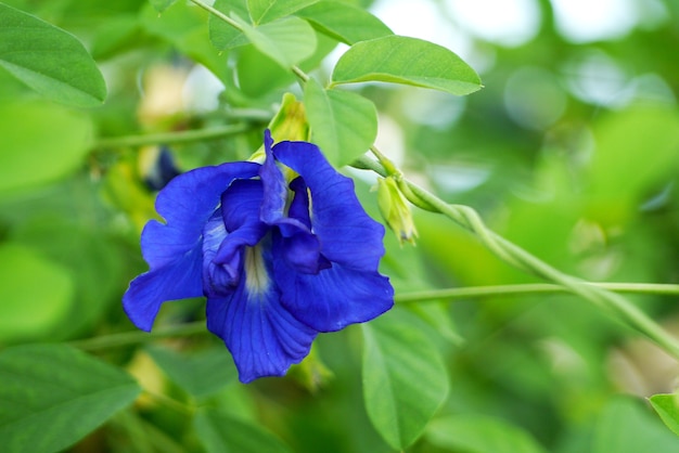 Clitoria ternatea oder Aparajita-Blume des indischen Subkontinents