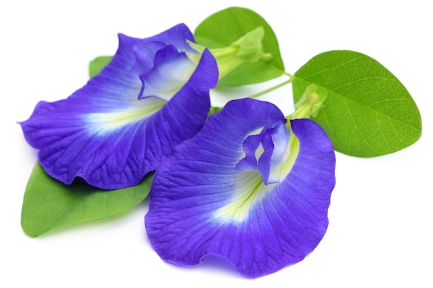 Foto clitoria ternatea ou flor aparajita do subcontinente indiano