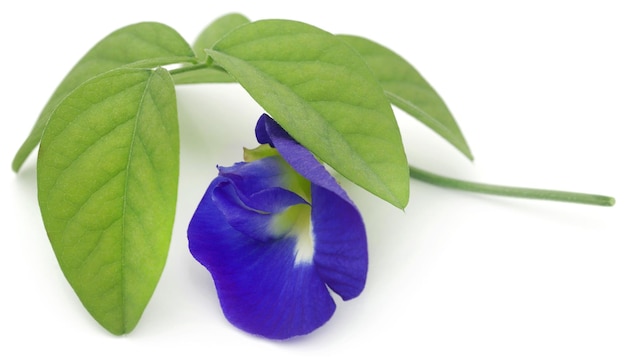 Foto clitoria ternatea ou flor azul aparajita