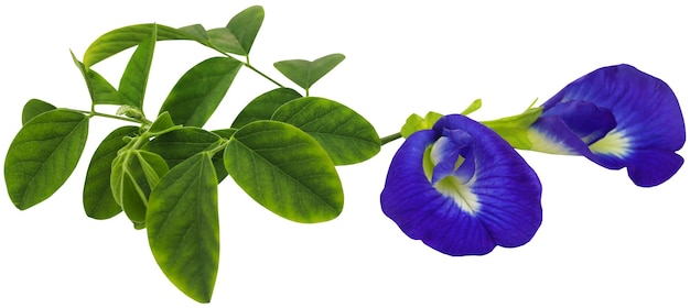 Clitoria ternatea ou flor azul aparajita