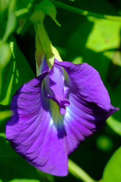 Clitoria ternatea. Reben, die häufig in tropischen Wäldern zu finden sind. Essbare lila Blüten. Schmetterlingserbse.