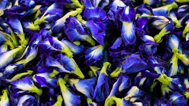 Foto clitoria ternatea, roxo ou ervilha