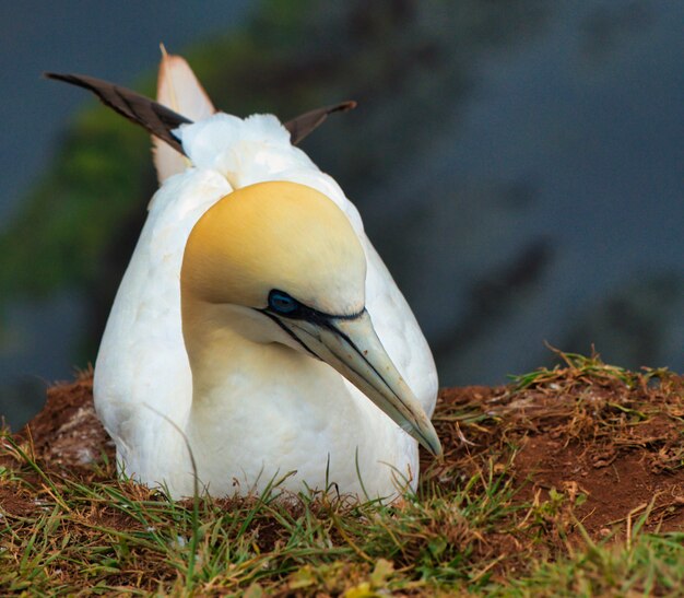 Cloe de una anidación de aves granate norte