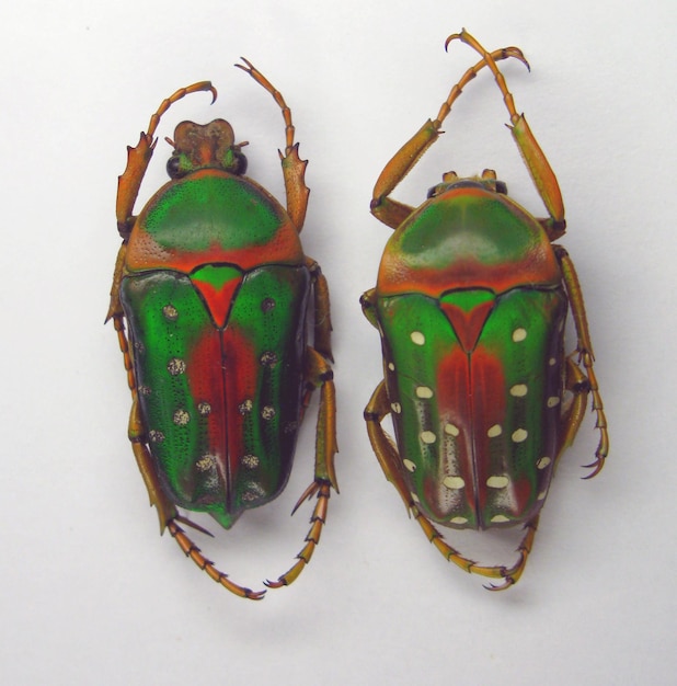 Clolorful grüner roter Käfer Stephanorhina guttata. Sammlung Käfer Coleoptera Cetoniinae Entomologie