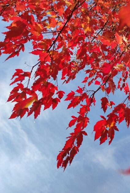 Clon decorativo con hojas rojas en otoño