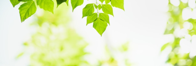 Foto close da bela natureza ver folha verde em fundo de vegetação turva no jardim com espaço de cópia, usando como conceito de página de capa do plano de fundo.