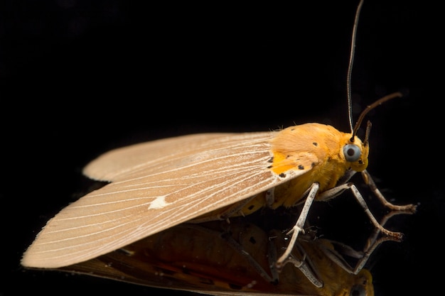 Close da borboleta asota helicônia