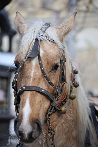 Close da cabeça de um cavalo na temporada de inverno