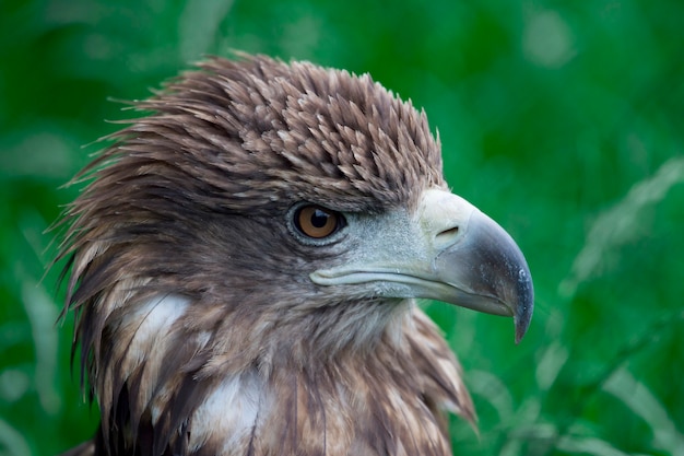 Close da cabeça de um falcão em um fundo verde com uma visão clara da plumagem, aparência predatória de um falcão