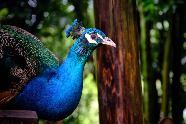 Close da cabeça de um pavão azul