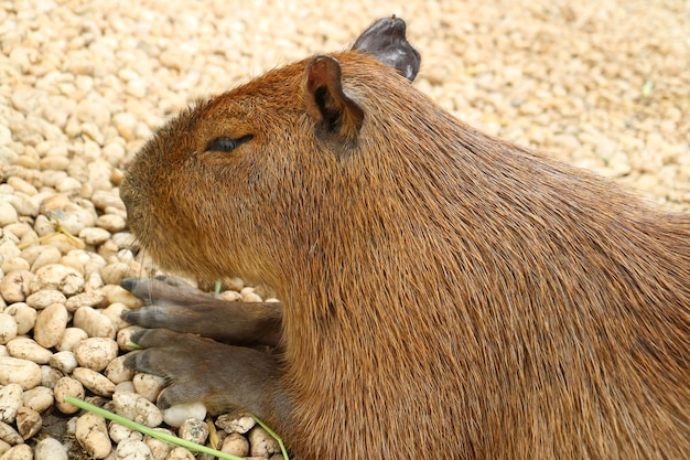 Foto close da capivara, o maior roedor do mundo