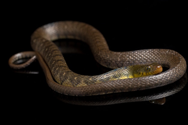 Close da cobra Triangle Keelback