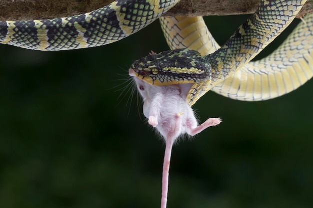 Foto close da cobra tropidolaemus wagleri no galho
