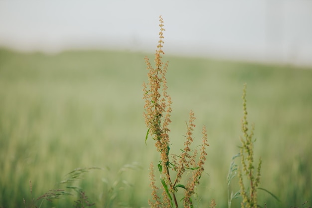 Foto close da doca enrolada rumex crispus