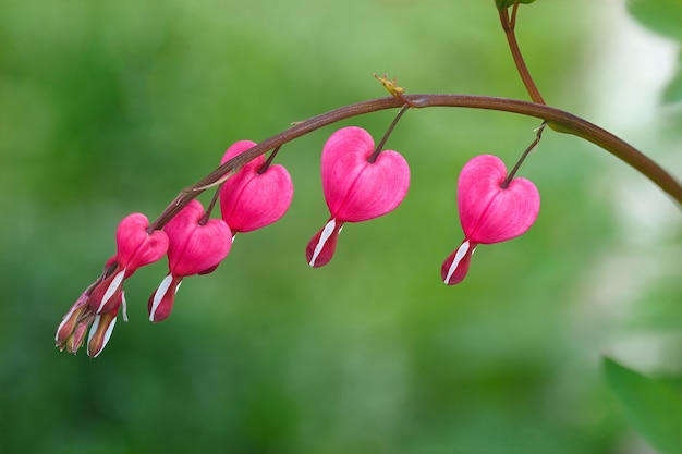 Close da flor de dicentra em flor