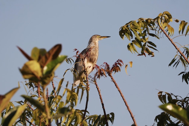 Close da garça-real (ardeola ralloides) em pé no topo da árvore na superfície do céu