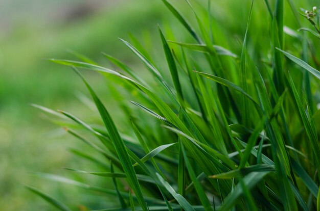 Close da grama verde como um fundo abstrato com espaço para palavras