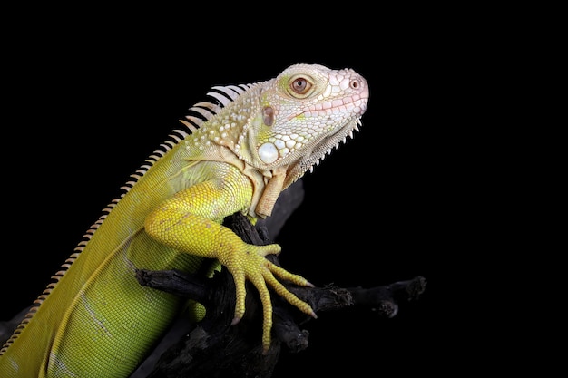 Close da iguana Albino na madeira