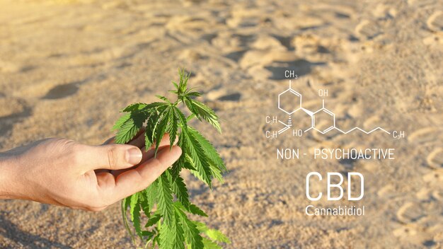 Close da mão de um cientista verificando plantas de cannabis em uma estufa, usadas para medicamentos alternativos à base de ervas e produção de óleo cbd.