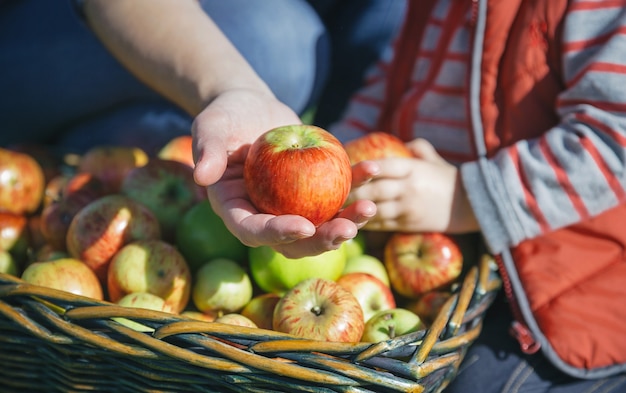 Close da mão de uma mulher mostrando uma maçã orgânica fresca e uma menina colhendo frutas em uma cesta de vime. Alimentos saudáveis e conceito de tempo de colheita.