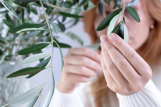 Foto close da mão de uma mulher que toca um ramo de oliveira. estilo de vida saudável, conceito de bem-estar