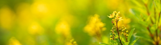 Close da mini flor amarela sob a luz do sol com espaço de cópia usando a paisagem de plantas naturais