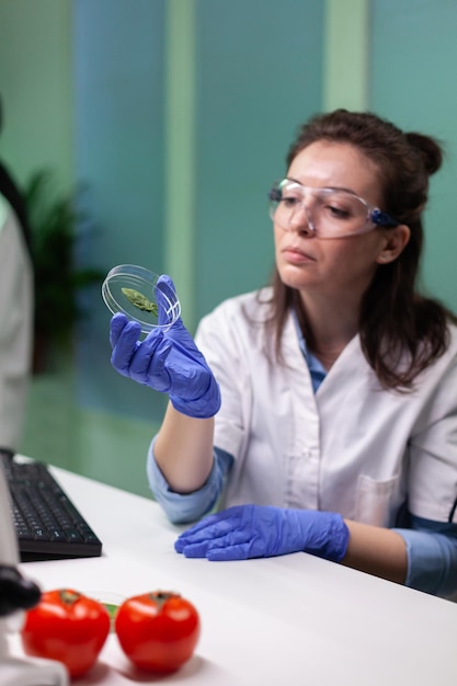 Close da mulher do pesquisador biólogo segurando a placa de Petri com amostra de folha verde, trabalhando no experimento OGM no laboratório do hospital de microbiologia. Cientista químico analisando plantas geneticamente modificadas