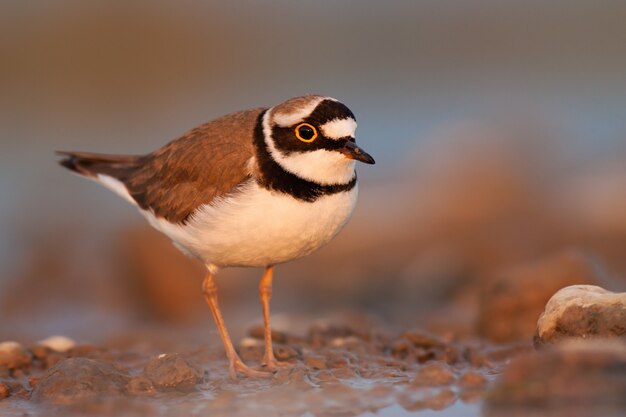 Close da tarambola-anelada Charadrius dubius ao pôr do sol com espaço de cópia