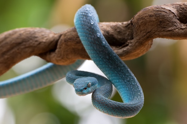 Cobras víbora procuram presas no galho cobra azul insularis