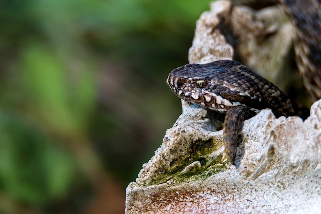 Close da víbora média ou vipera renardi em uma pequena caverna de pedra