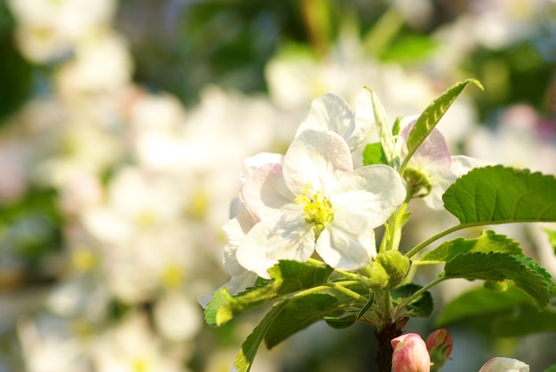 Close das flores de cerejeira