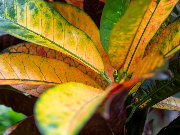 Close das folhas da planta dourada Codiaeum variegatum